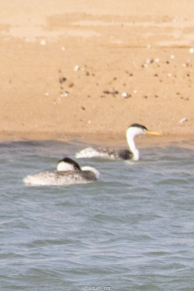 Clark's Grebe - ML642145042