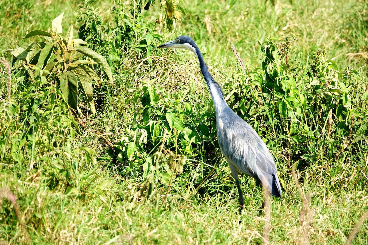 Black-headed Heron - ML642145043
