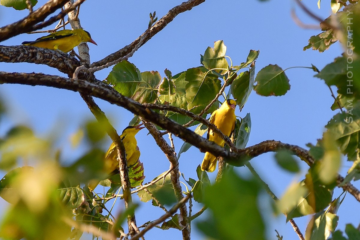 Black-naped Oriole - ML642145044