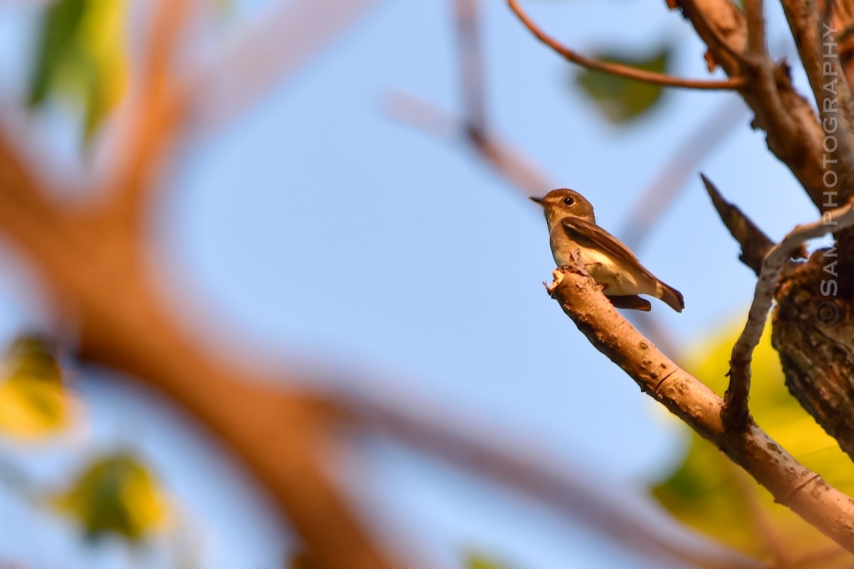 Asian Brown Flycatcher - ML642145045
