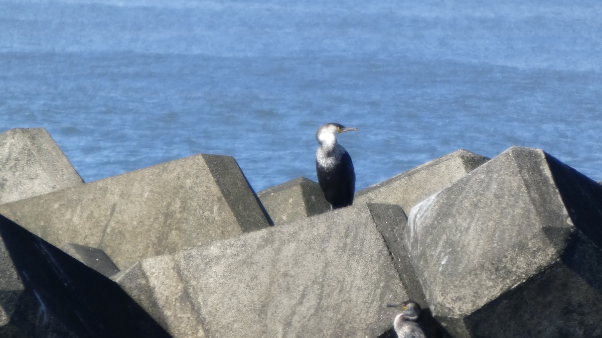 Japanese Cormorant - ML642145046