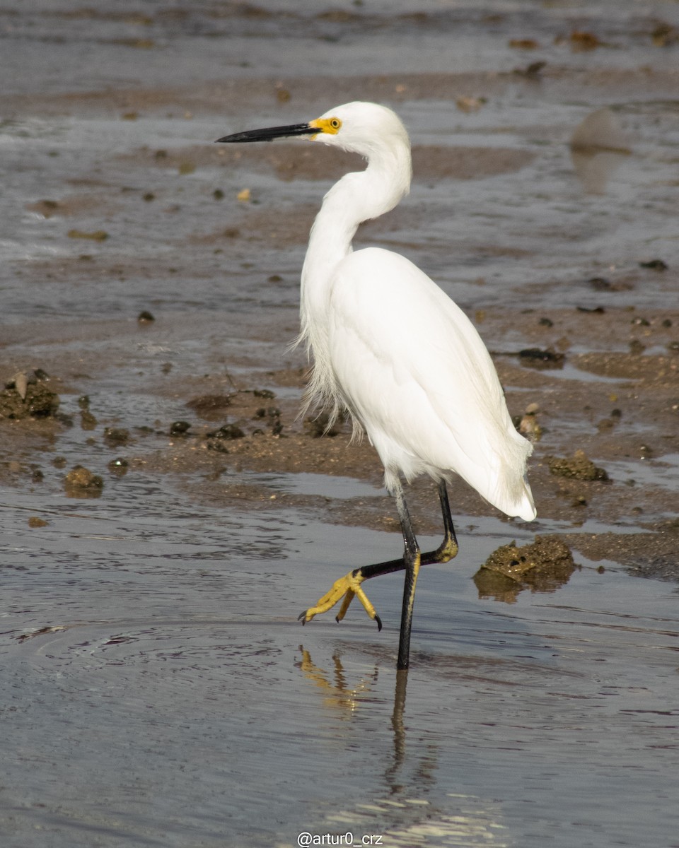 Snowy Egret - ML642145047