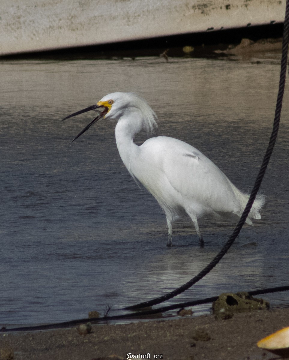 Snowy Egret - ML642145048