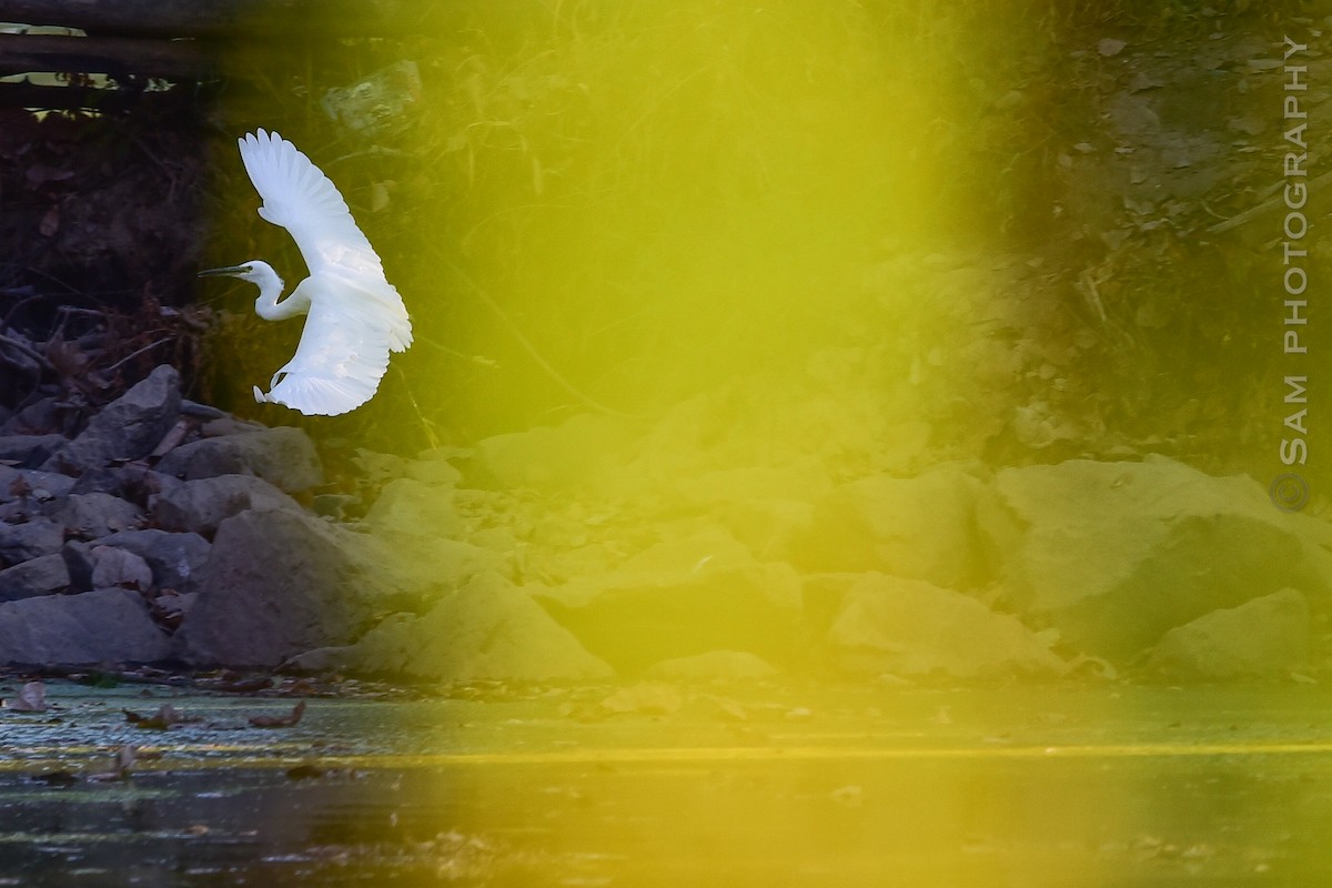 Little Egret - ML642145049