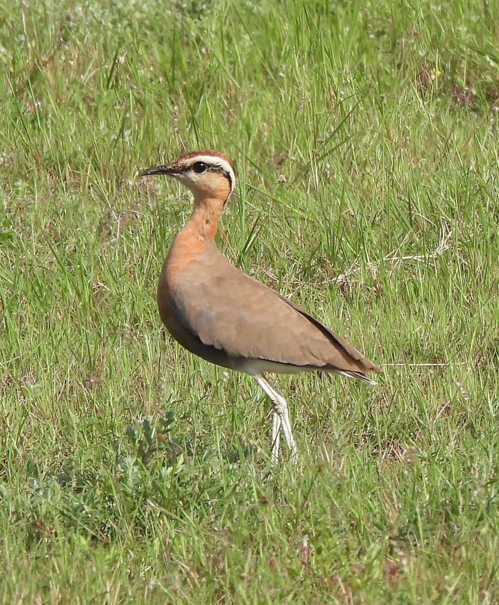 Indian Courser - ML642145050