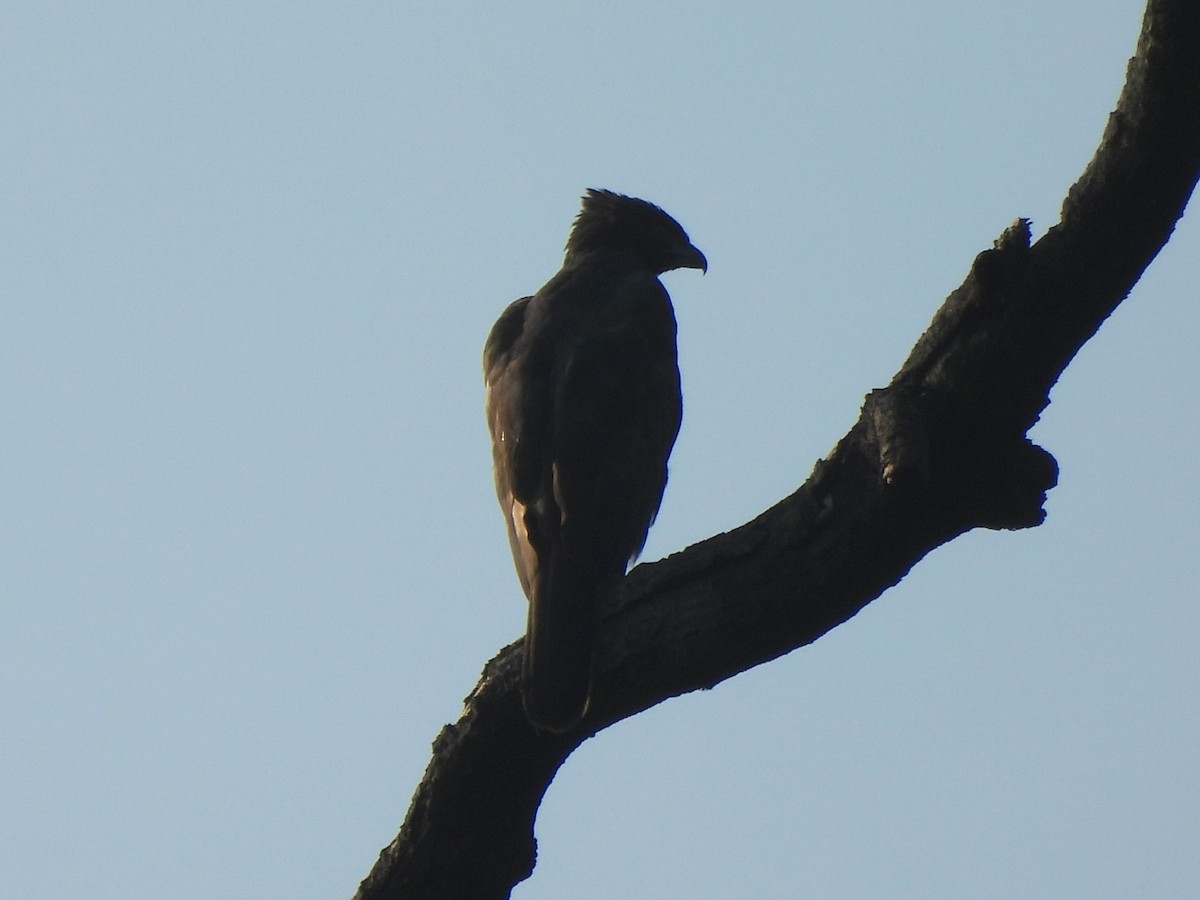 Changeable Hawk-Eagle (Changeable) - ML642145051