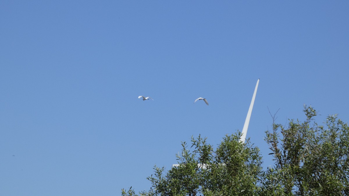 Great/Medium Egret - ML642145053