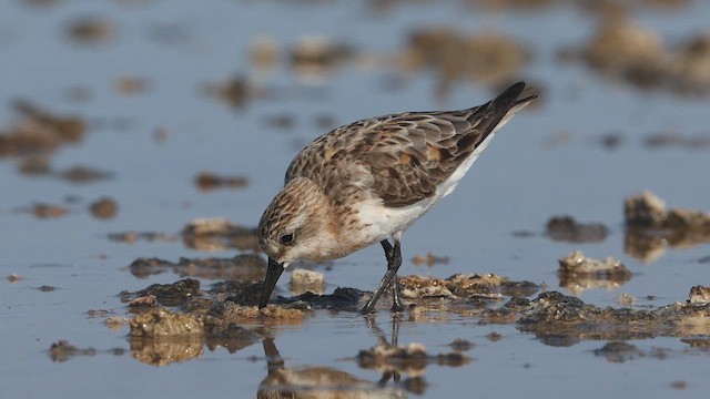 rødstrupesnipe - ML642145054