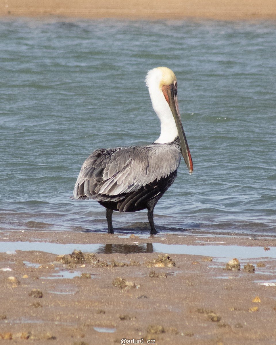 Brown Pelican - ML642145055