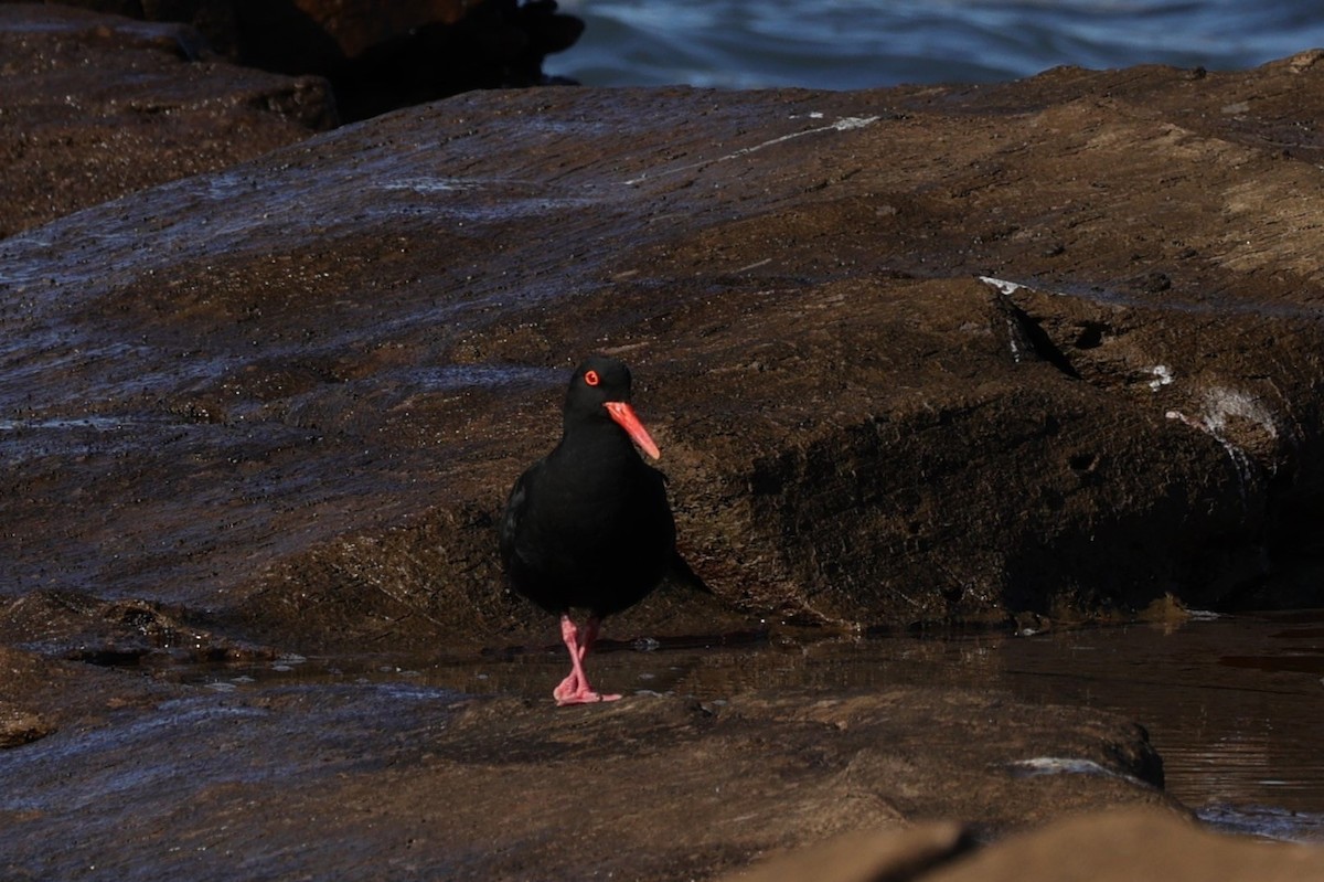 African Oystercatcher - ML642145056