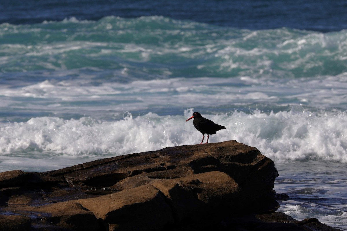 African Oystercatcher - ML642145057