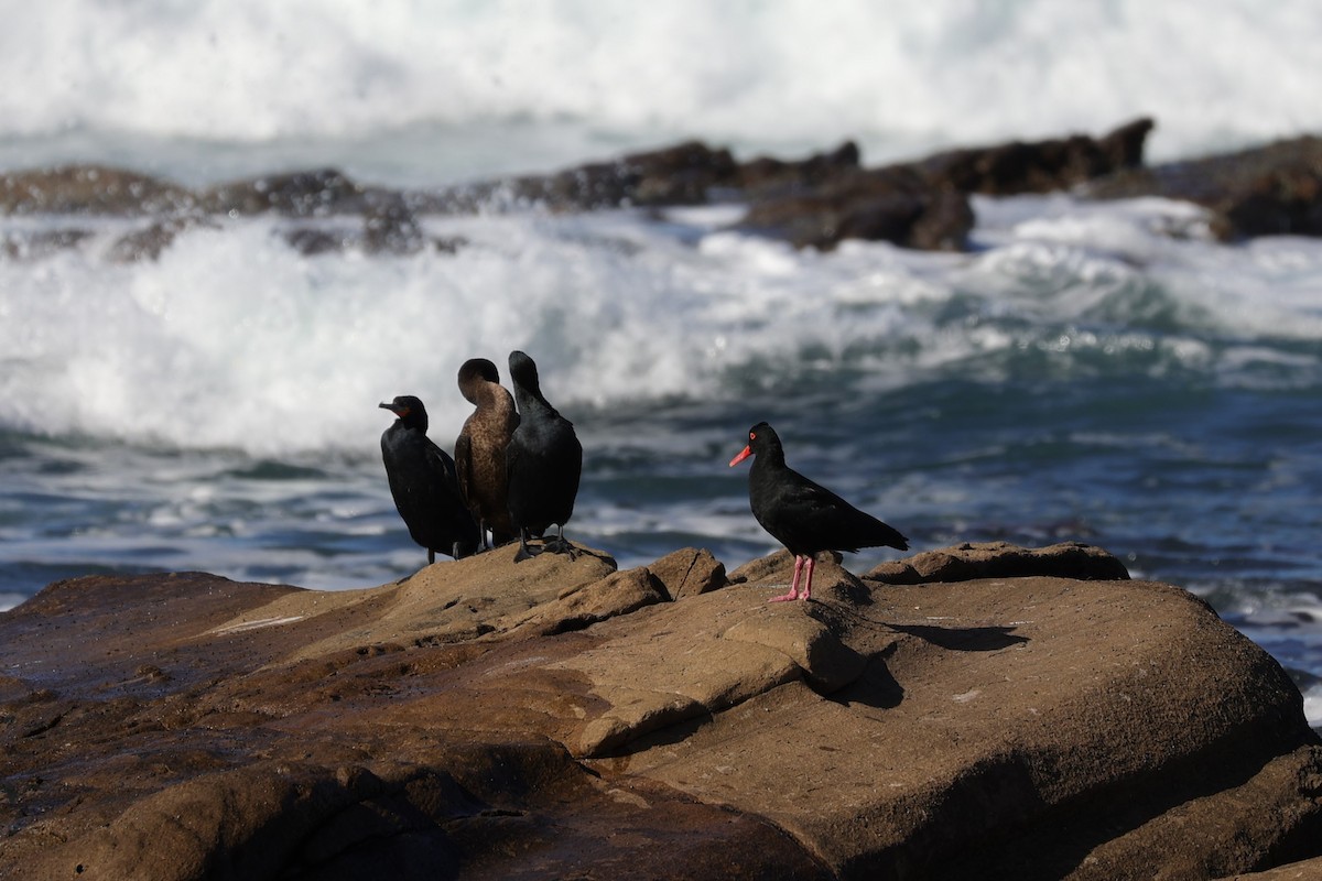 African Oystercatcher - ML642145058