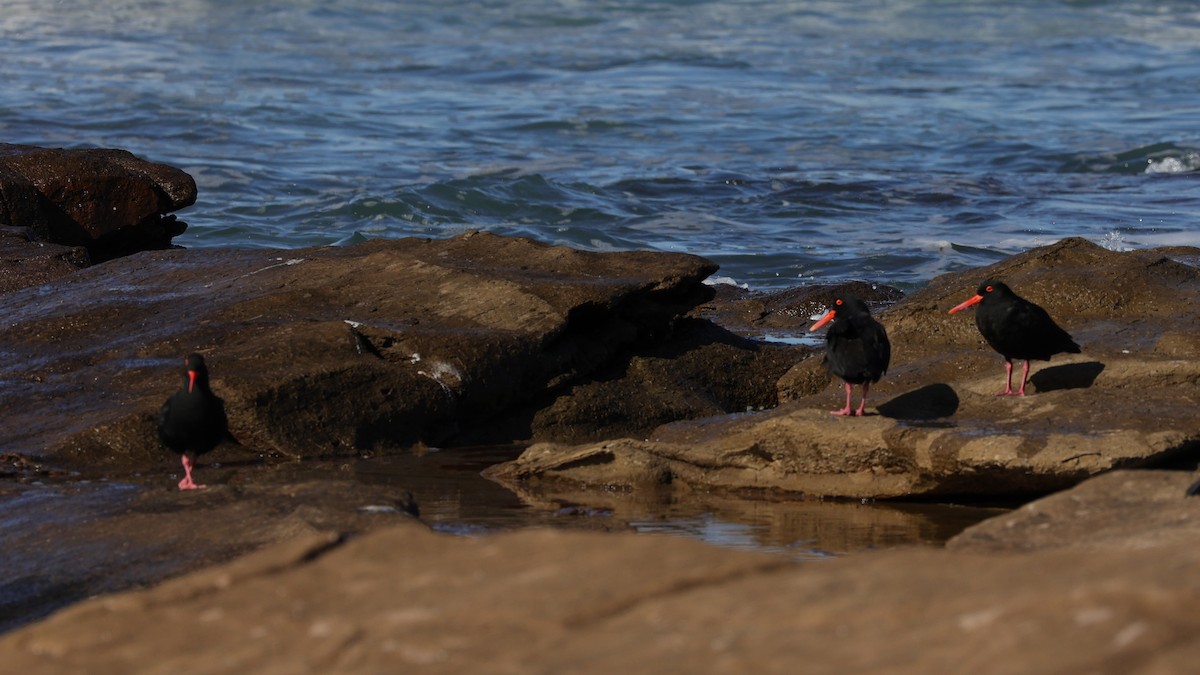 African Oystercatcher - ML642145059