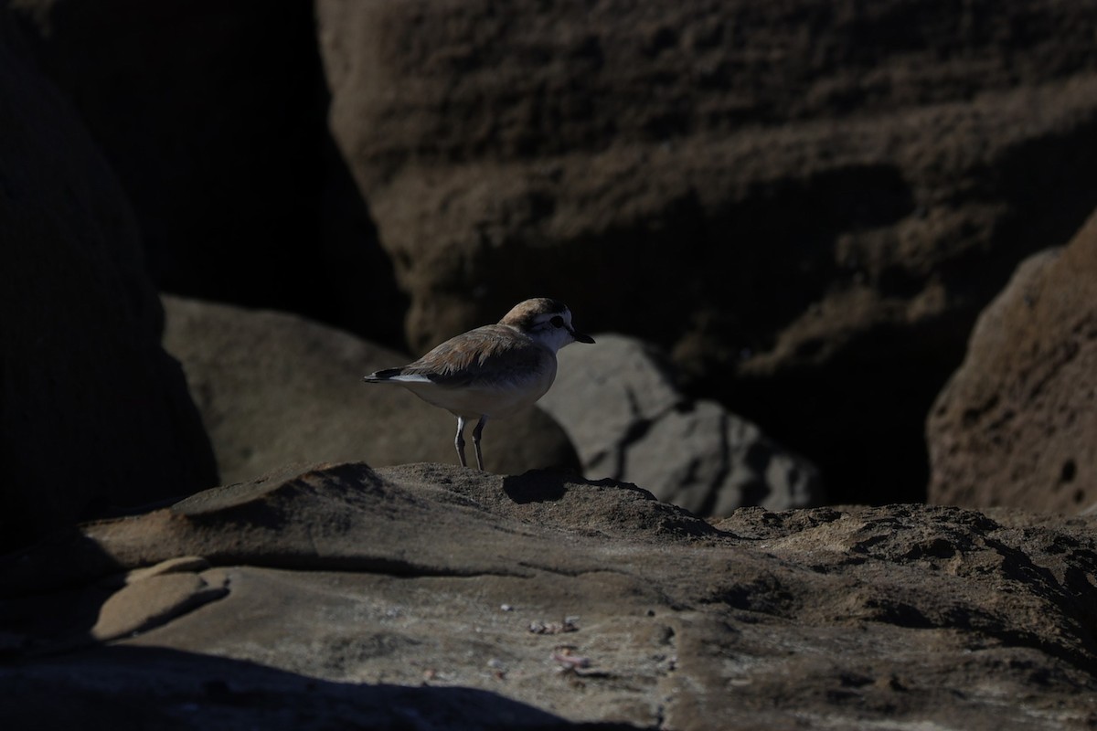 White-fronted Plover - ML642145060