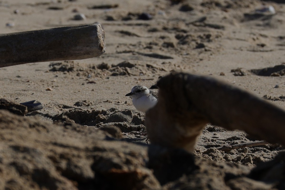 White-fronted Plover - ML642145061