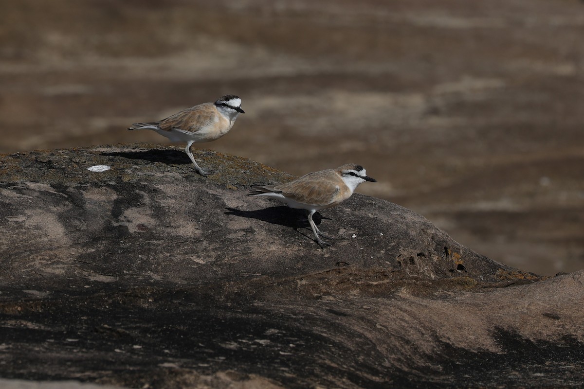 White-fronted Plover - ML642145062