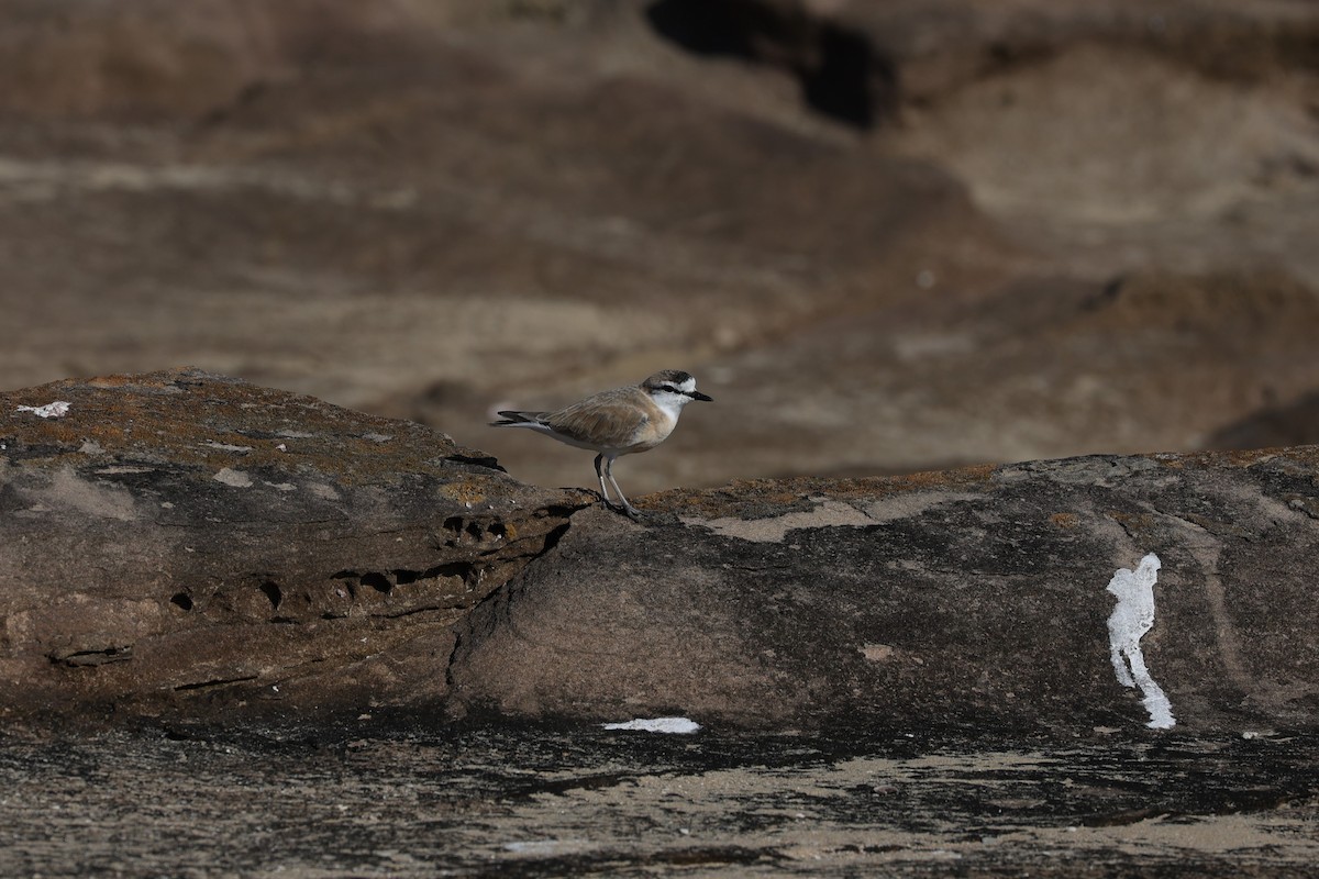White-fronted Plover - ML642145063