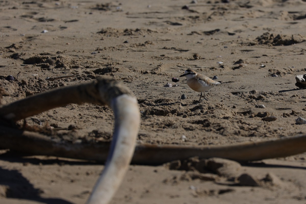 White-fronted Plover - ML642145064