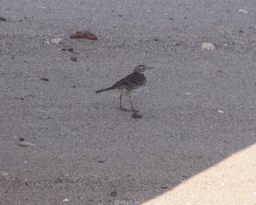 American Pipit - ML642145065