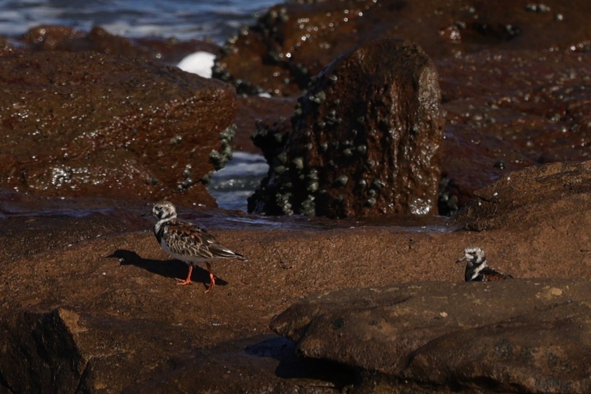 Ruddy Turnstone - ML642145066