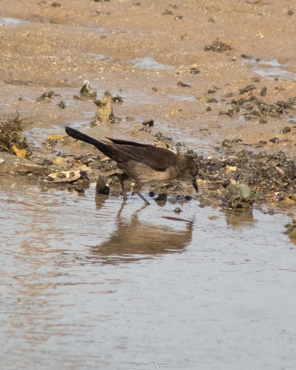 Great-tailed Grackle - ML642145067