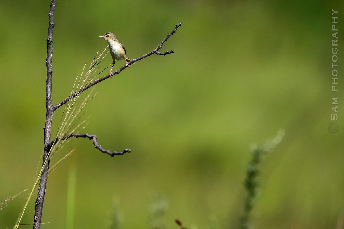 orientprinia - ML642145102