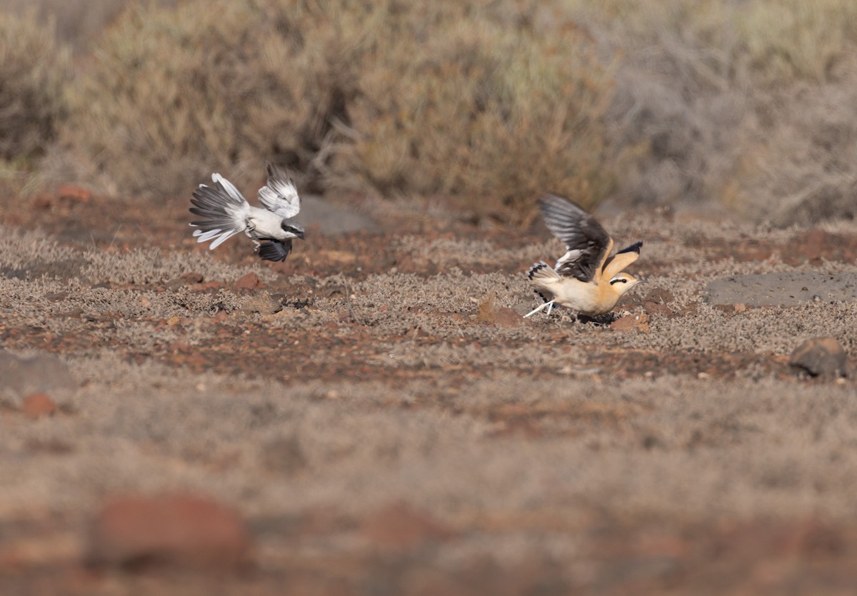 Cream-colored Courser - ML642145110