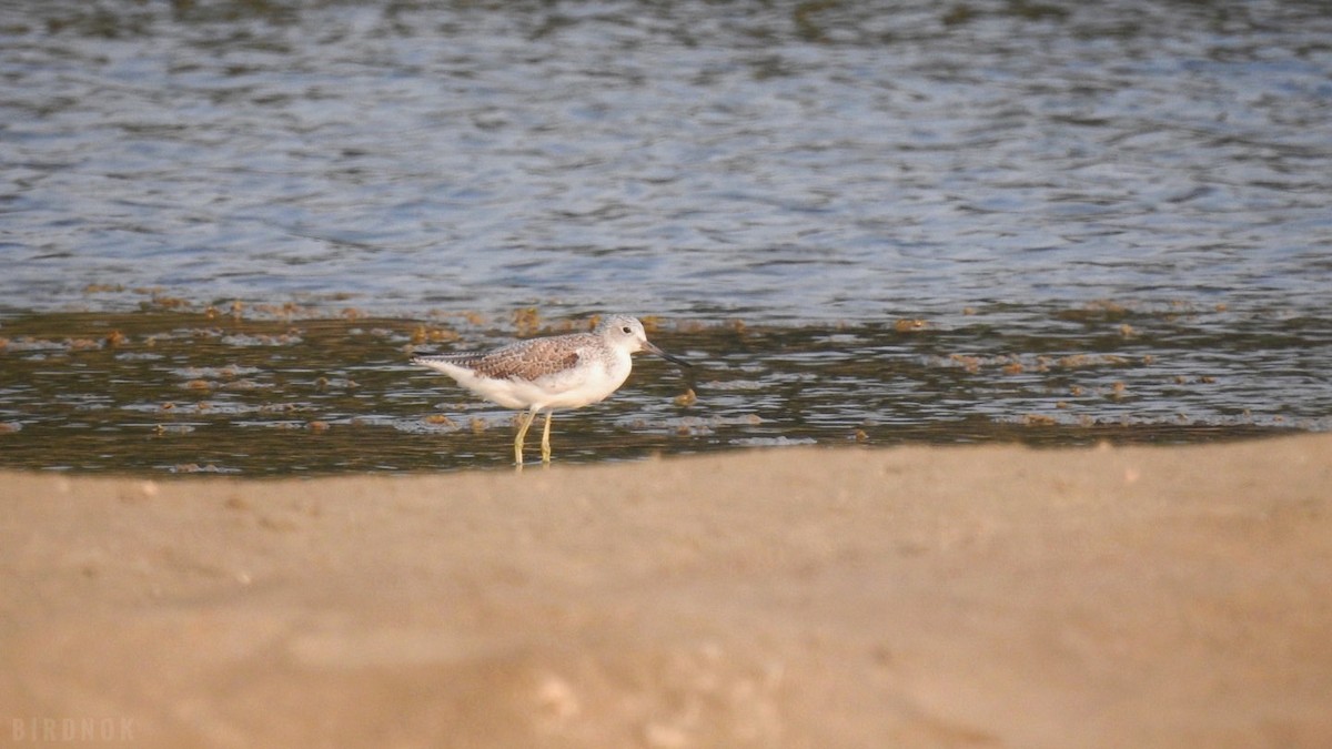 gluttsnipe - ML642145111