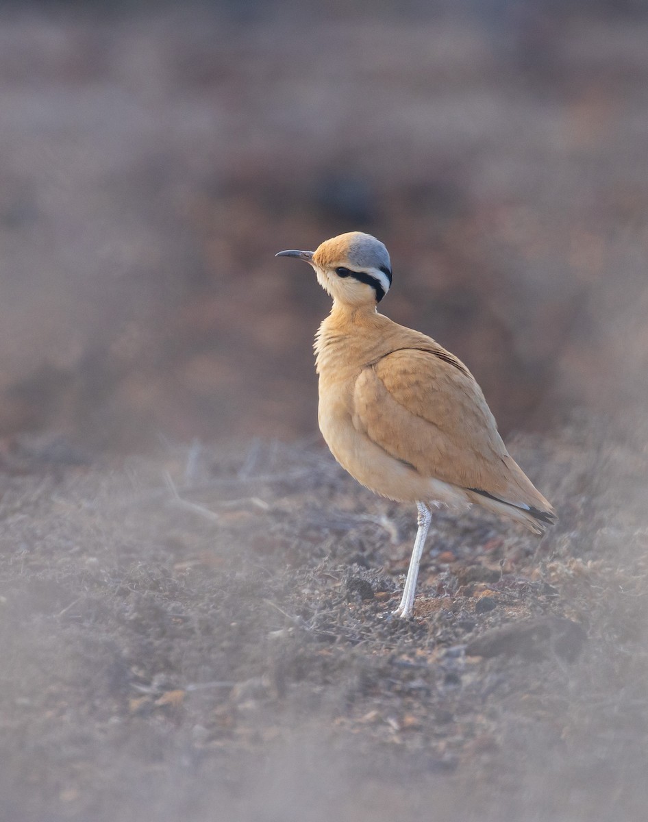 Cream-colored Courser - ML642145116