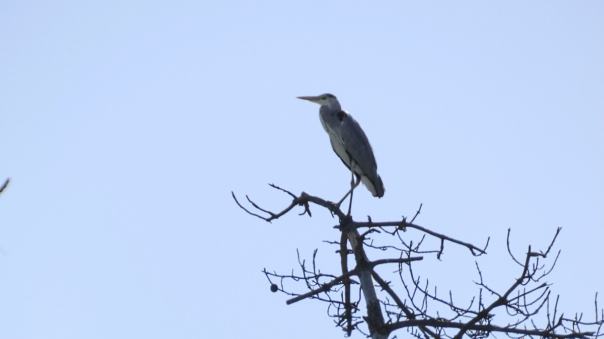 gråhegre - ML642145118