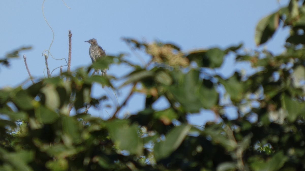 Bulbul Orejipardo - ML642145131