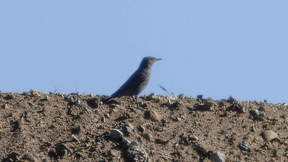 Blaumerle - ML642145145