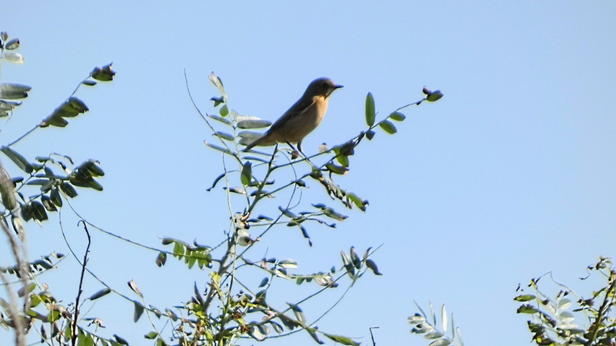 Stejnegerschwarzkehlchen - ML642145148