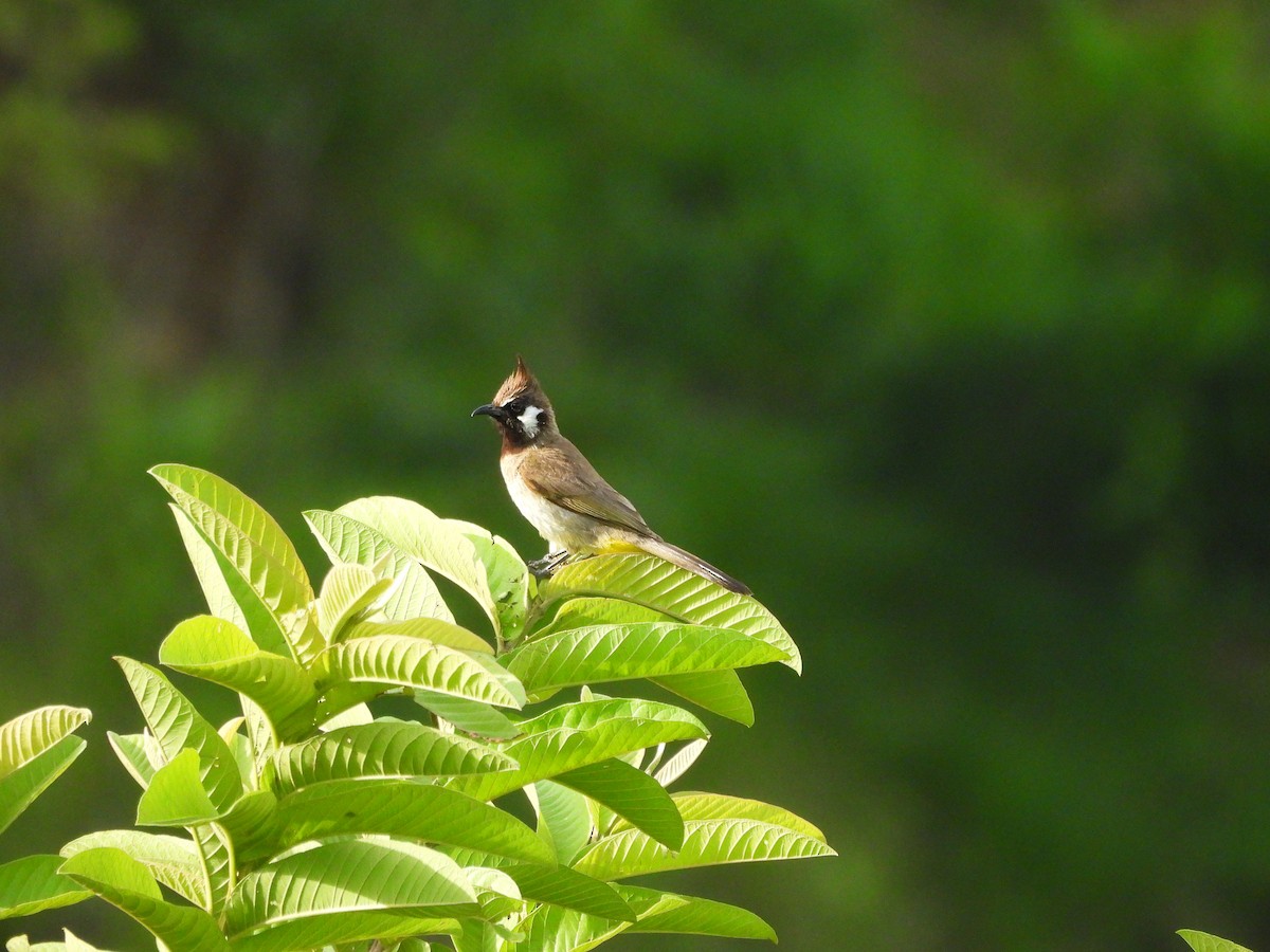 Himalayan Bulbul - ML642145172