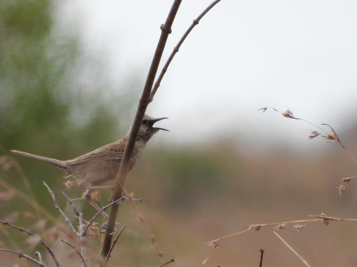 Brown Songlark - ML642145176