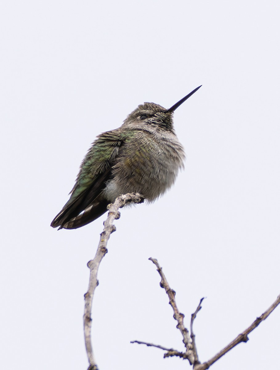 Colibrí de Anna - ML642145179