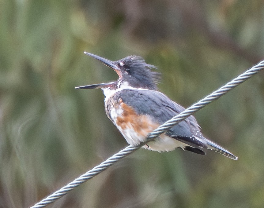 Martin-pêcheur d'Amérique - ML642145187