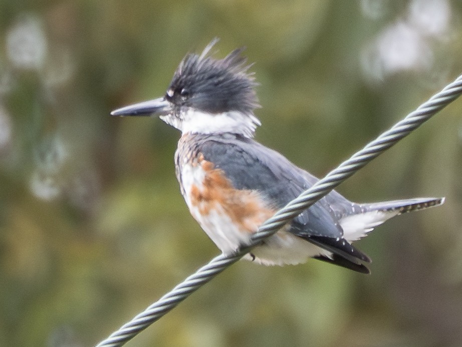 Martin-pêcheur d'Amérique - ML642145188