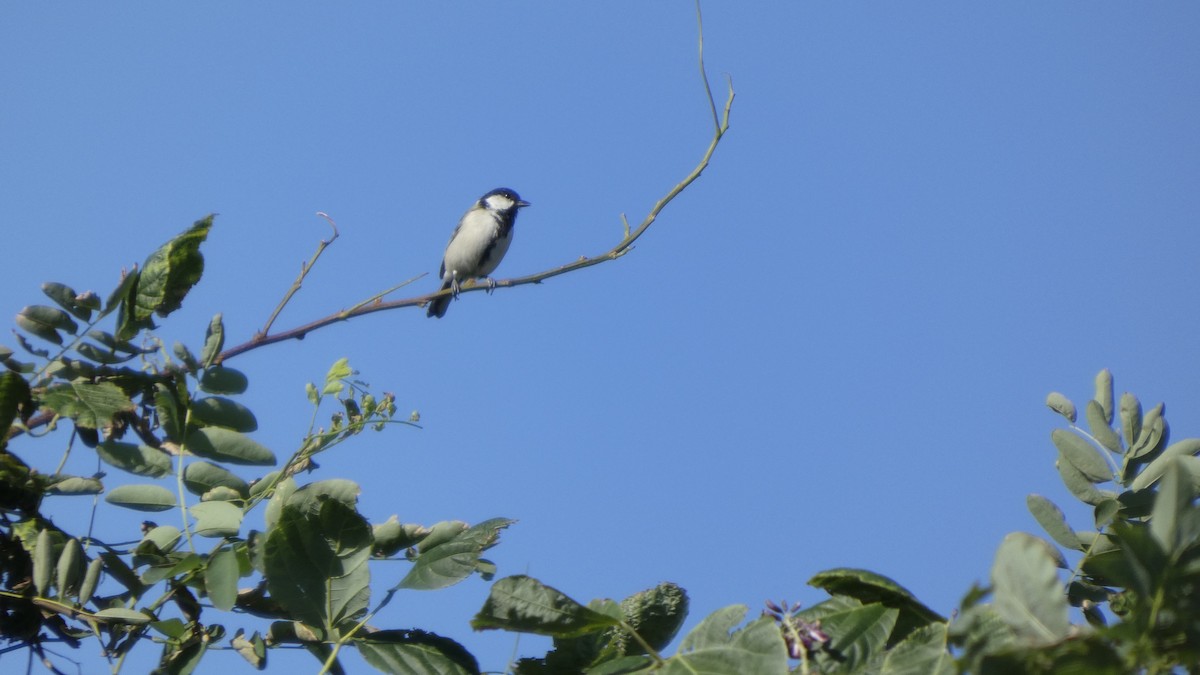 Mésange d'Asie - ML642145195
