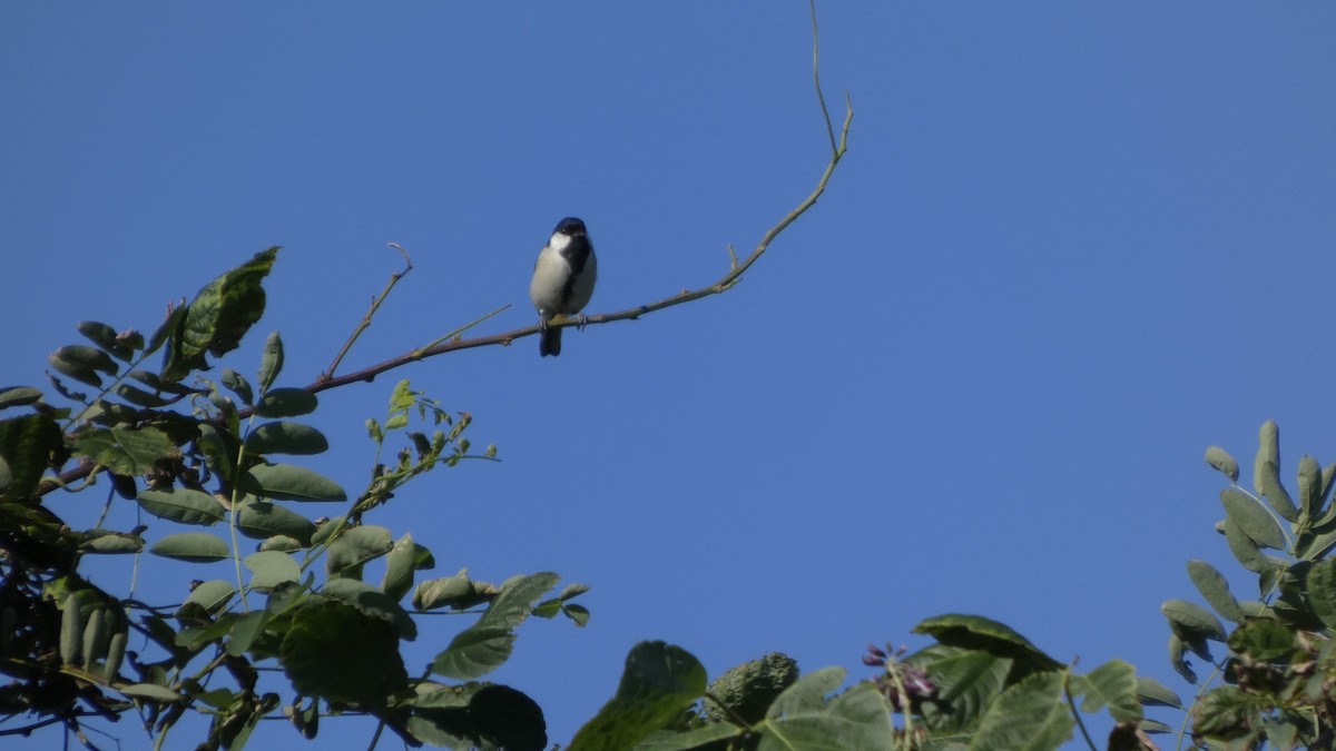 Mésange d'Asie - ML642145197