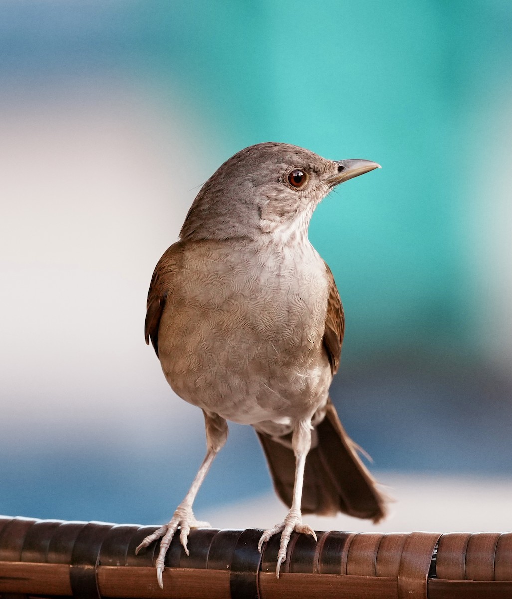 Pale-breasted Thrush - ML642145220