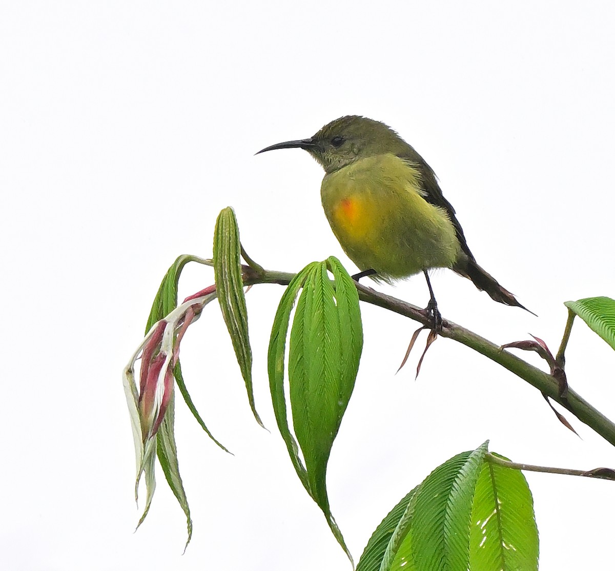 Fire-tailed Sunbird - ML642145239