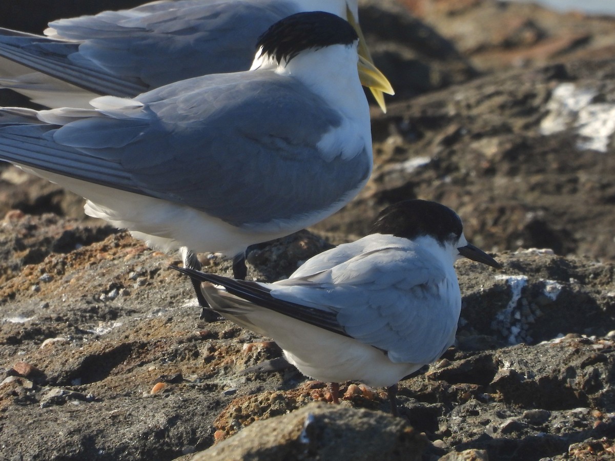 White-fronted Tern - ML642145244