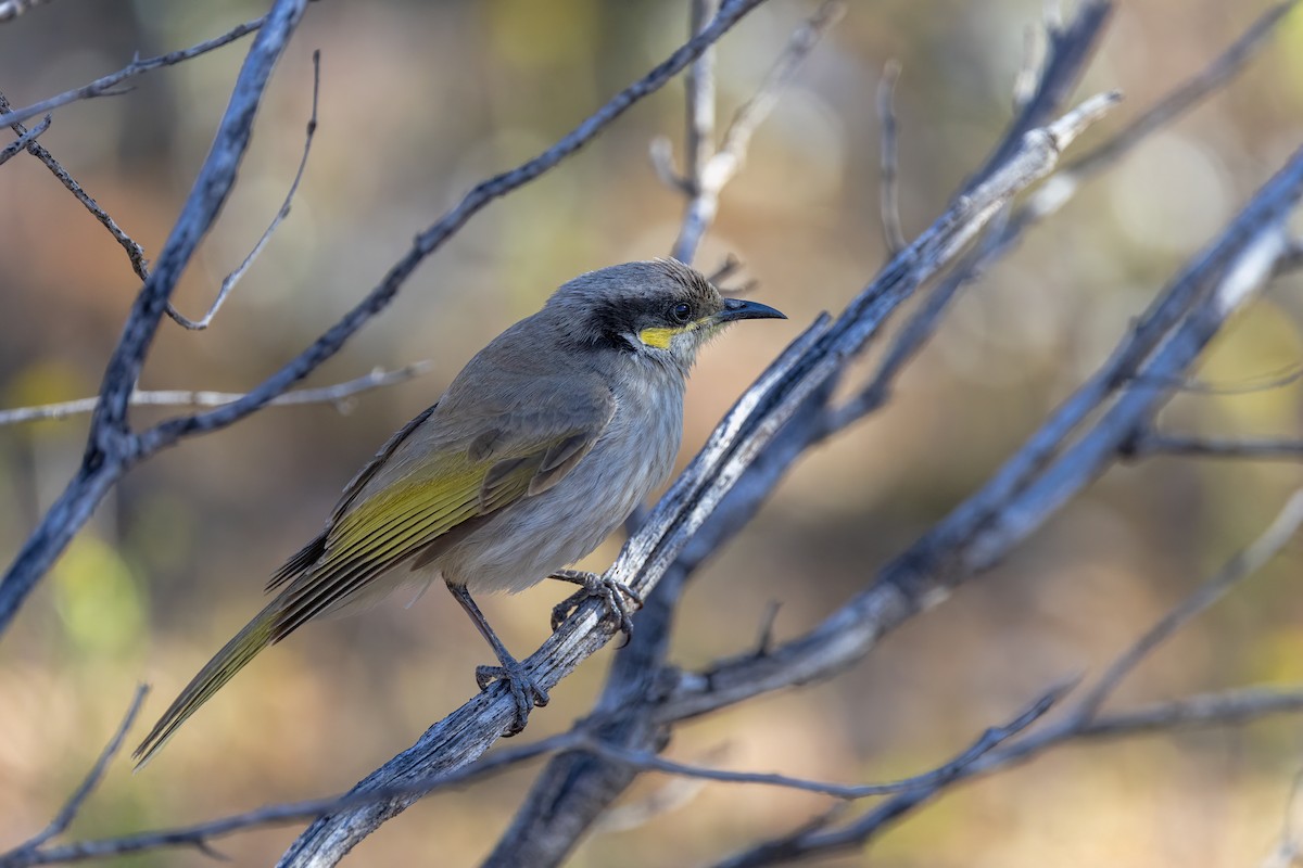 Singing Honeyeater - ML642145245