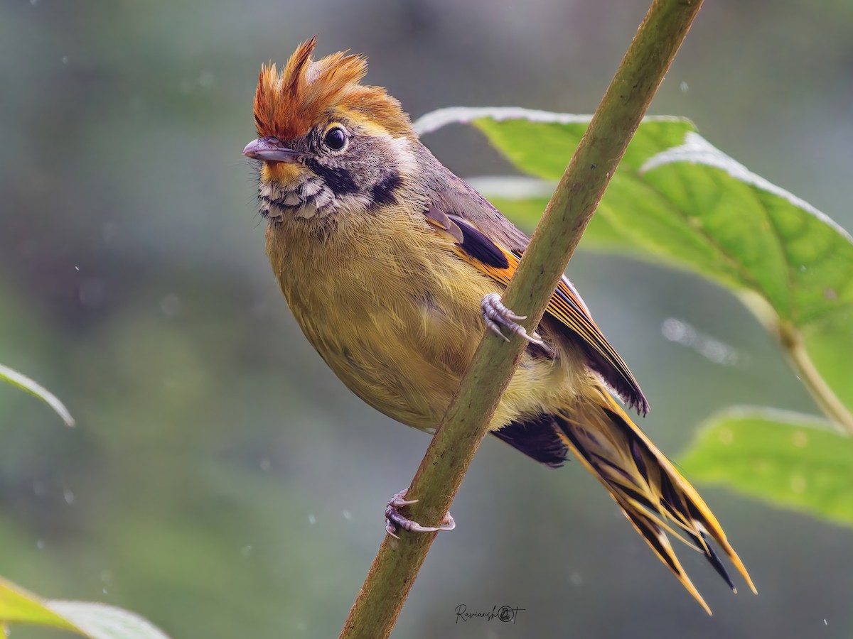 Chestnut-tailed Minla - ML642145275