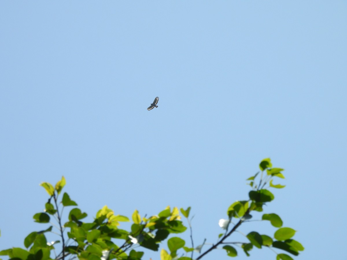 Crested Serpent-Eagle - ML642145280