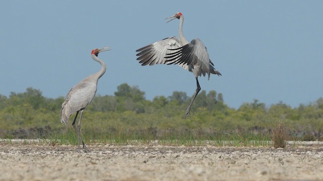 Brolga - ML642145281