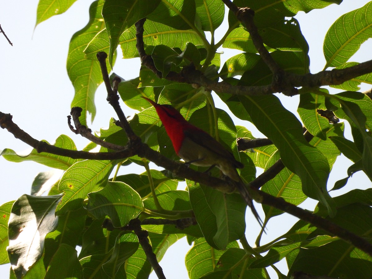 Karmesinnektarvogel - ML642145287