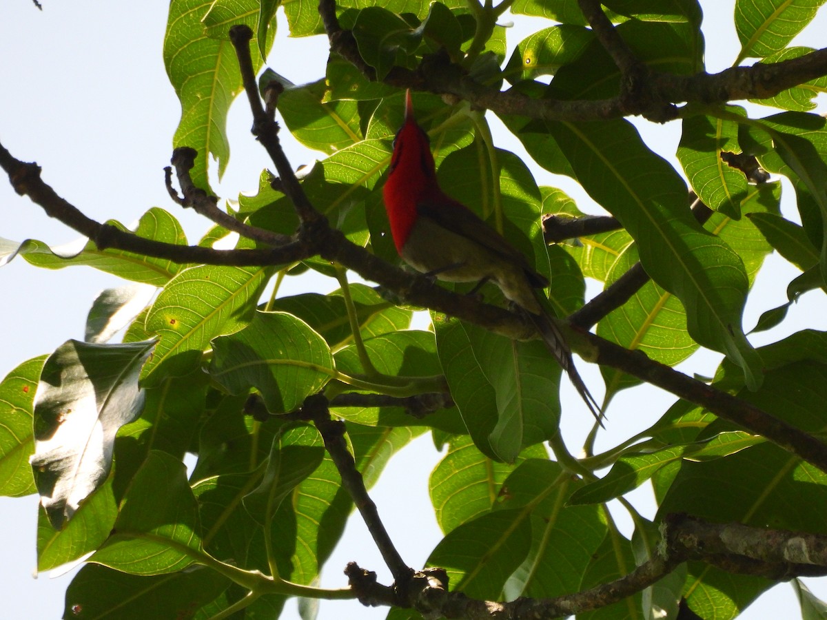 Karmesinnektarvogel - ML642145289