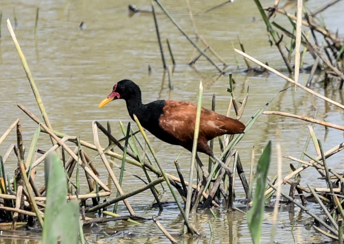Jacana noir (groupe jacana) - ML642145306